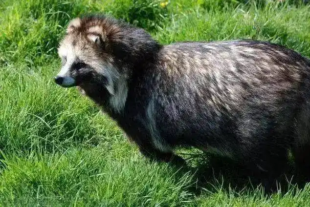 狐貉貂孕期注意事项