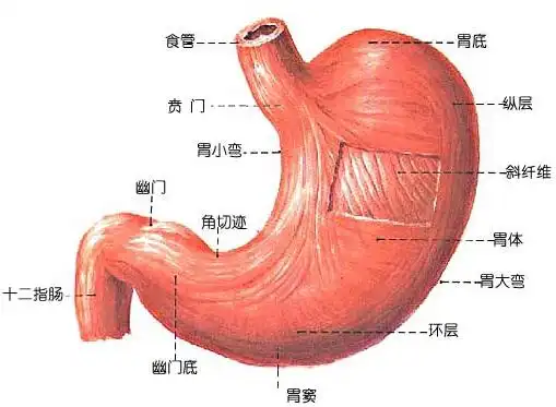 胃是我们人体中的一种消化器官,人们吃的食物都要进过胃来进行消化