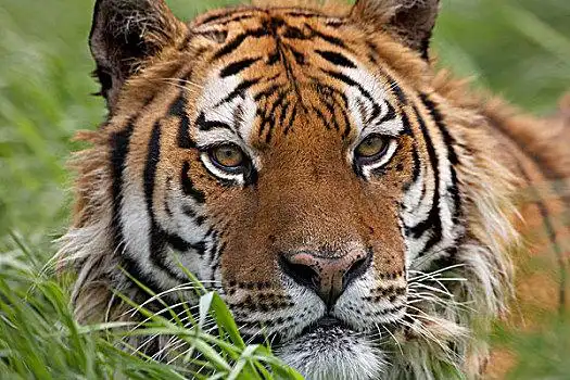 东北虎图片_东北虎图片大全_东北虎电脑壁纸