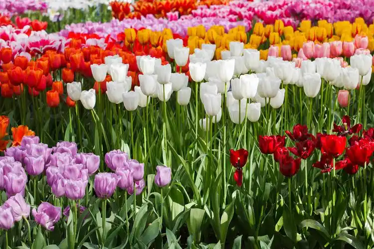 美丽的春天花朵五颜六色的郁金香花卉背景