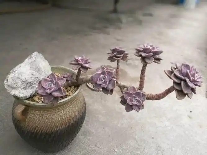 想把多肉养成老桩只需4步身价立马翻数倍