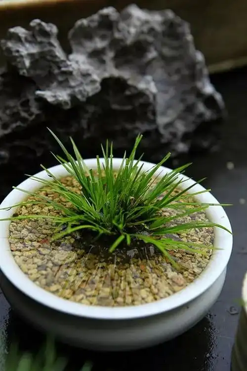 菖蒲水石盆养之法