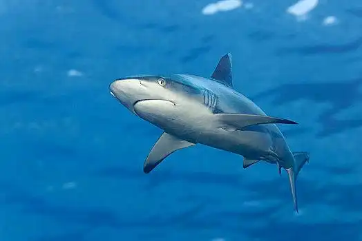 灰礁鲨,黑尾真鲨,水面,印度洋,马尔代夫,亚洲