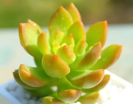 多肉植物黄丽的养殖方法
