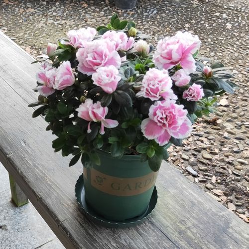 杜鹃花盆栽观花植物带花室内阳台好养客厅四季时令草本花卉