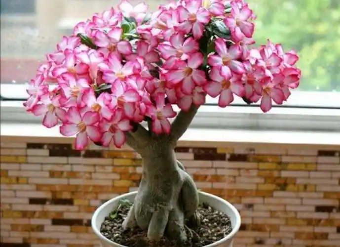 养沙漠玫瑰,满足4个条件,一年能开2次花!