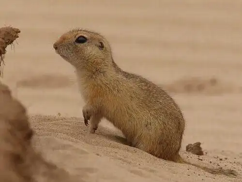 沙漠动物 | kepuweb