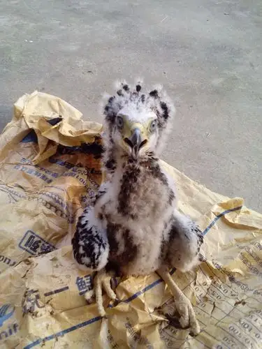 这是幼鸟体重2.3斤,请问这是什么鹰