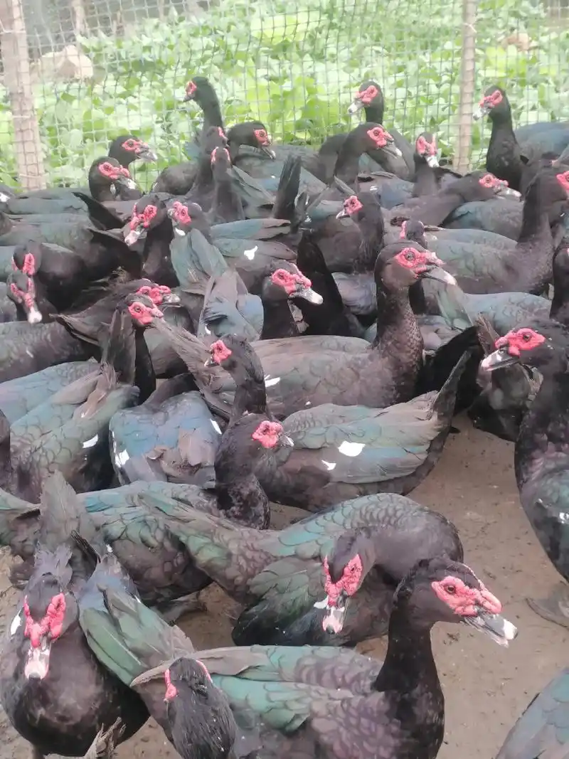 正宗古田黑番鸭:母鸭,公鸭,出售 开始接单, - 抖音