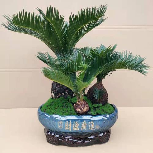 铁树盆景小苗客厅镇盆栽四季常青绿植庭院办公室绿植