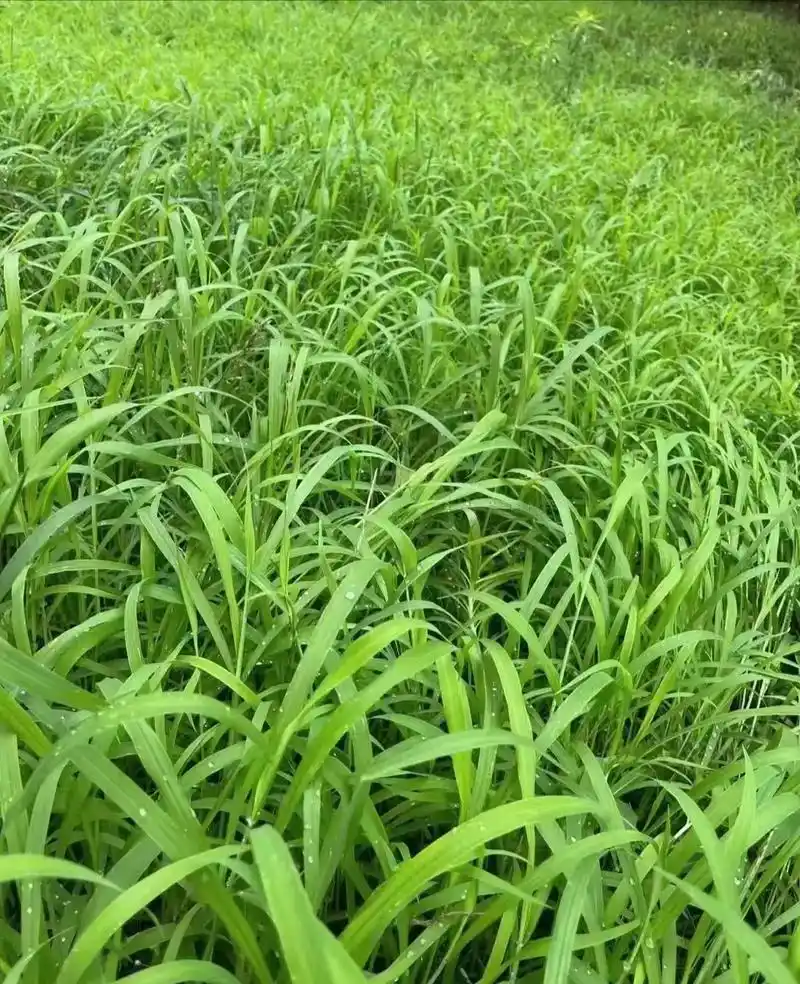 陇南宽叶草种子批发供应,草坪种子, 护坡草种, 绿化草籽 , - 抖音