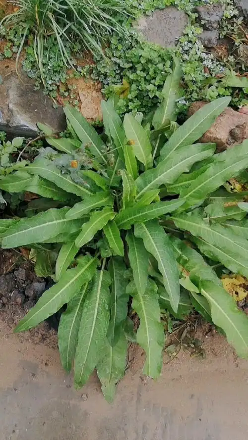 农村的野菜野草#这是羊蹄,功效 清热解毒,止血,通便,杀虫.