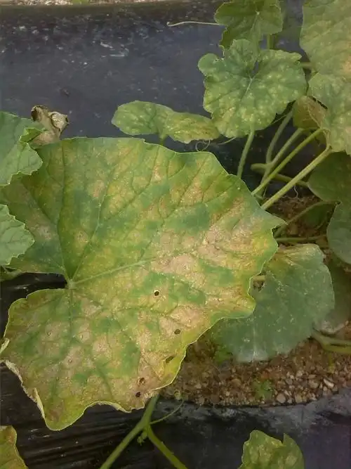 7 2009-08-03 薄皮甜瓜怎样用药物授粉 42 2014-04-26 香瓜烂了 用