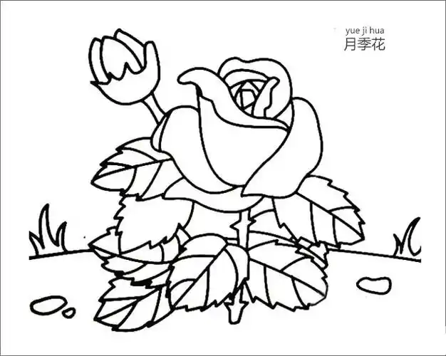 月季花简笔画