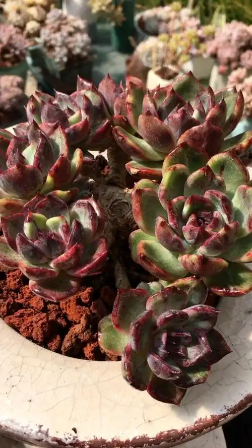 黑水晶玫瑰·带锦老桩 29890