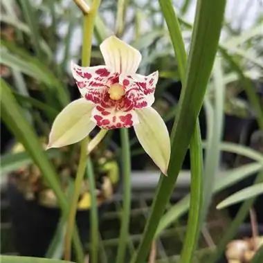 建兰三星蝶大宝岛 6苗2花