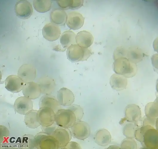 我的金鱼昨天产卵了,看看.(更新人工授精方法)