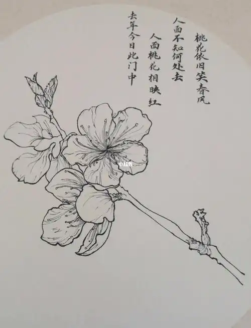 桃花写生线描