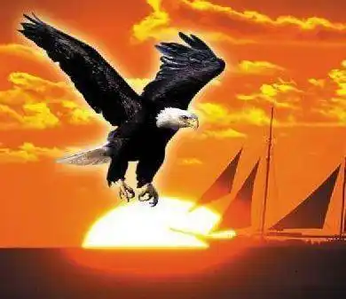 中老年头像大全:雄鹰展翅,大展宏图的微信头像