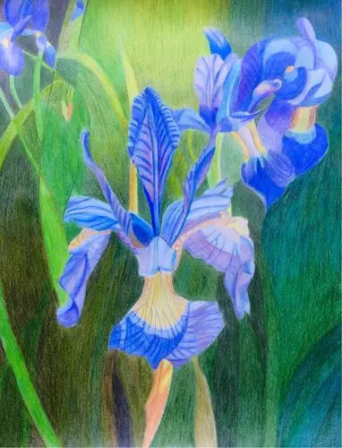 张静扬素描 彩色铅笔画作品集