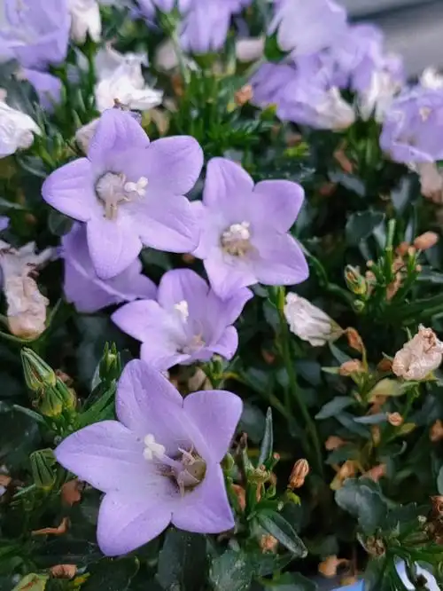 夏天迷人的紫色系小花