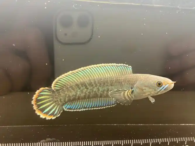 小奶茶,黑背景一贴,灯一打,太帅了.