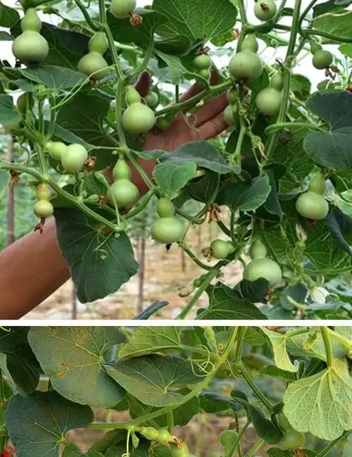 文玩手捻小葫芦种子 庭院阳台盆栽种植摆件品相好小葫芦籽易发芽