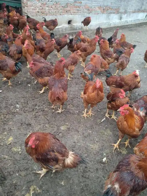 土杂鸡红羽380散养公鸡