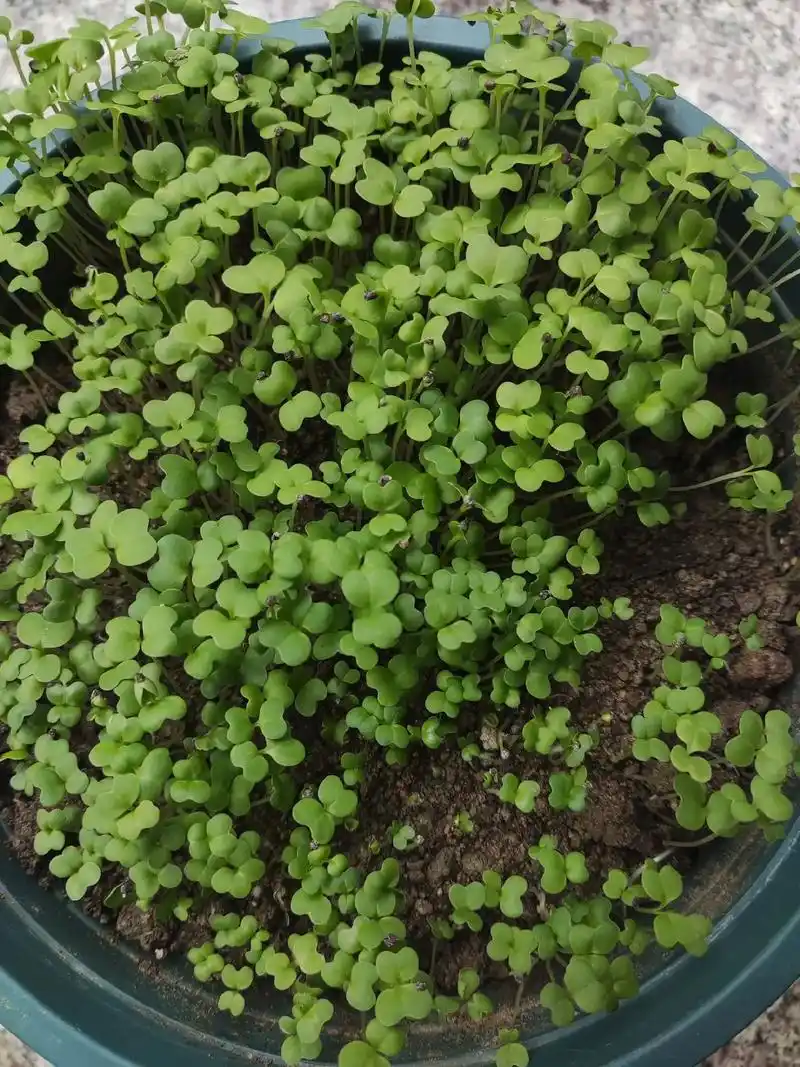 观察日记 油菜#记录我的种植生活 #种子发芽过程 #观察日记 - 抖音