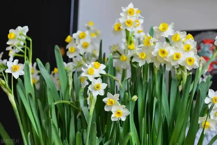 三种吉祥花,寓意财星照耀,养了给家人带来好运,事业蒸蒸日上