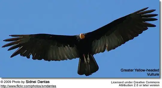 greater yellow-headed vultures