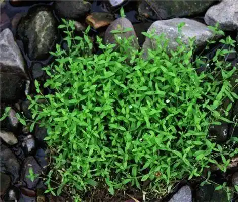 天蓬草具有解毒的作用,比如治疗痈疮肿毒,可用天蓬草适量,水煎服并
