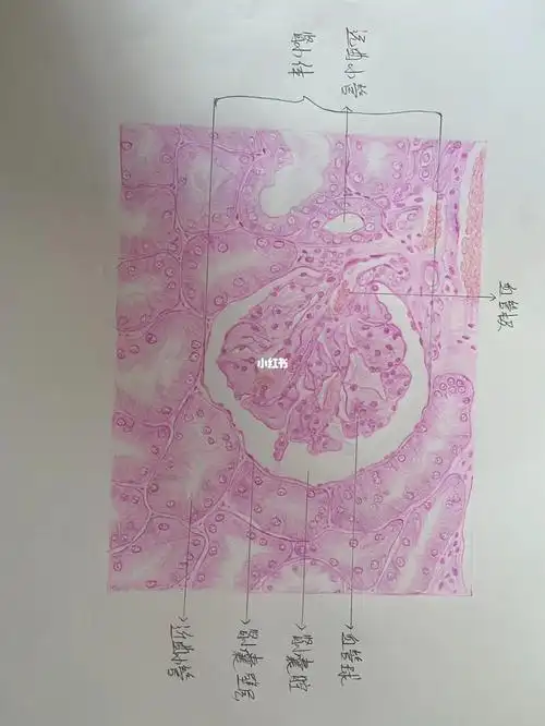 肾和肺的组胚绘图