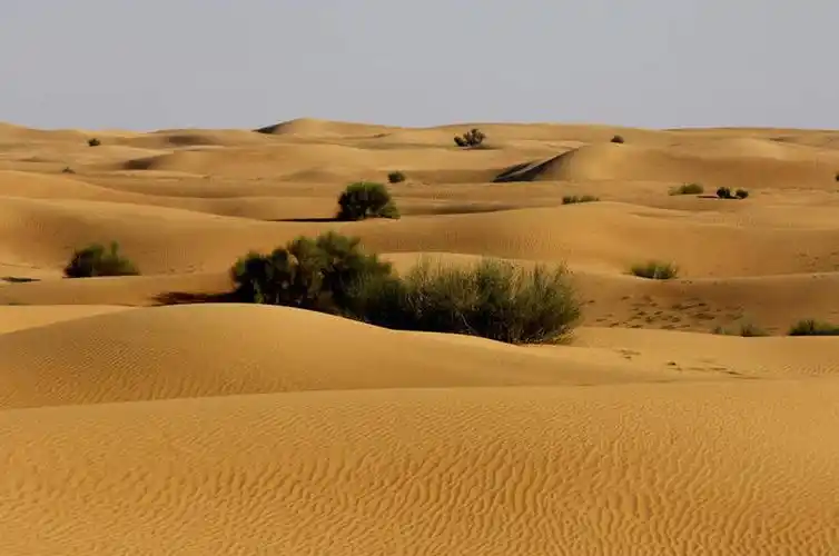 无人,横图,室外,白天,正面,旅游,度假,美景,沙漠,植物,阿联酋,亚洲,阴