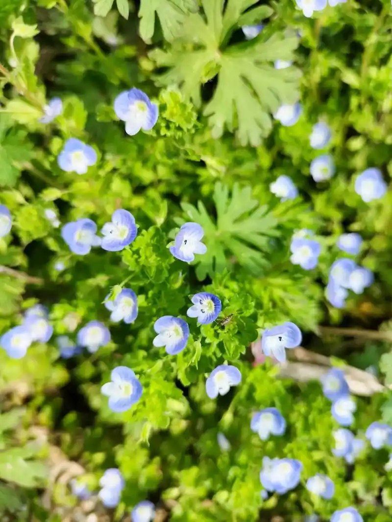 花.别名波斯婆婆纳 中文学名阿拉伯婆婆纳阿拉伯婆婆纳的花语 - 抖音