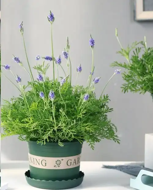 蓝妖羽叶薰衣草怎么养关键要把握这5点