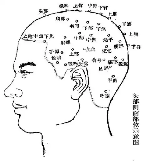 珍藏头部输血图,头部反射区,分区图