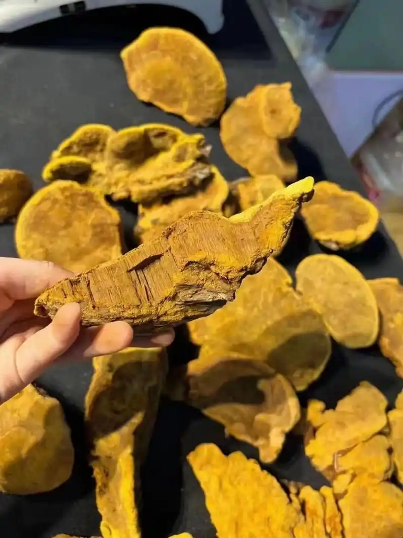 桑黄中的桑黄 西藏紫油黄～野生桑黄,号称抗癌之王在唐代桑黄用于治疗