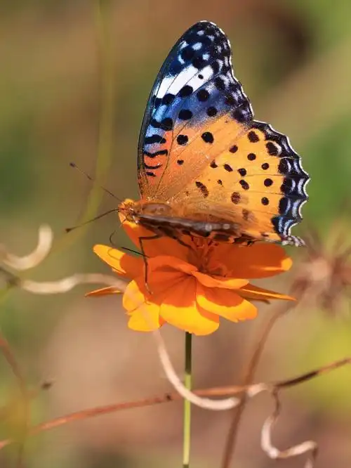 这种小蝴蝶叫啥呢