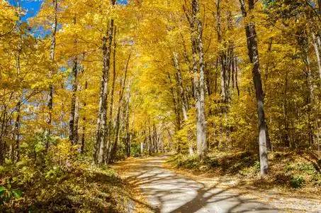 蜿蜒的乡间小路在阳光明媚的日子里 lned 着黄色的秋日树木.