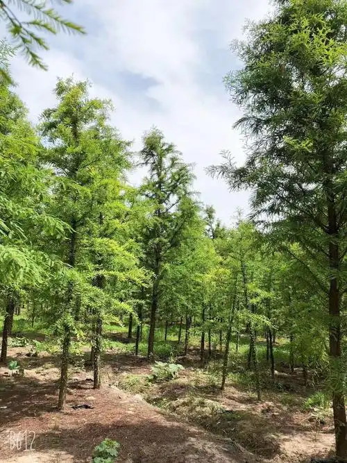 水杉胸径10-25公分北京大苗圃基地购树木市排价