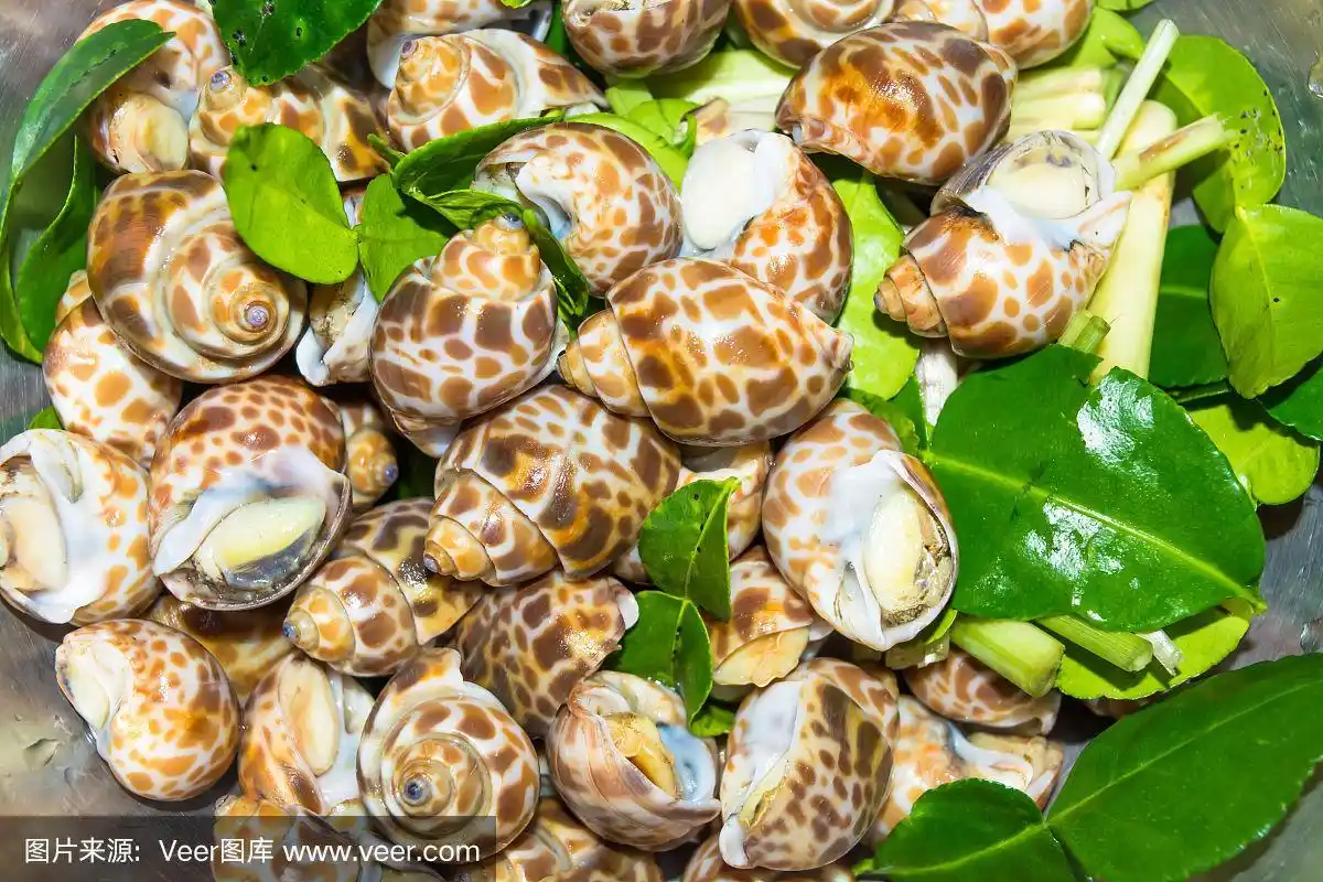 清新,斑点,巴比伦,巴比伦尼亚,法式蜗牛