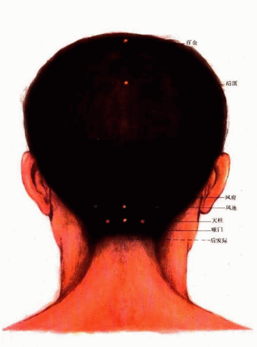 头部后面穴位图