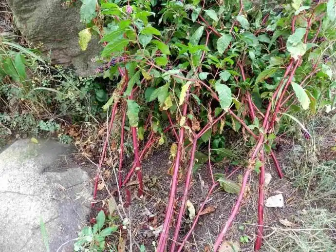 夏天到了治脚气就用它,这种野草专治脚气,效果明显药效强|脚气|商陆