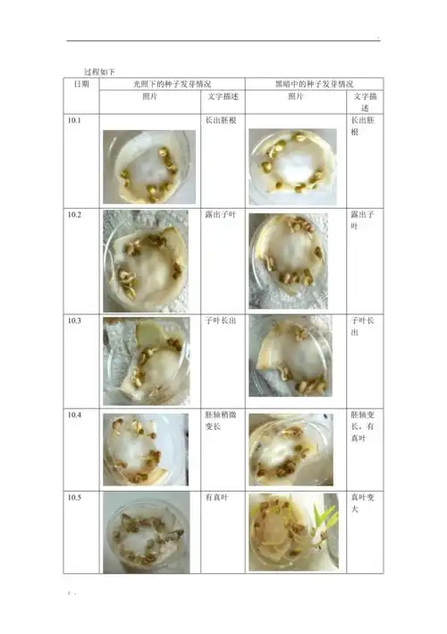 植物种子萌发实验报告