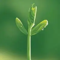 简约小草头像图片_微信头像图片大全