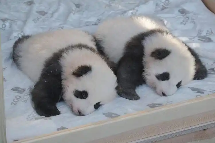 复制粘贴动物界的双胞胎带来双倍可爱