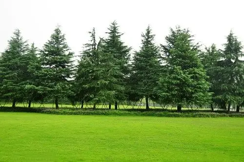 常青树图片欣赏常青树详细资料的介绍