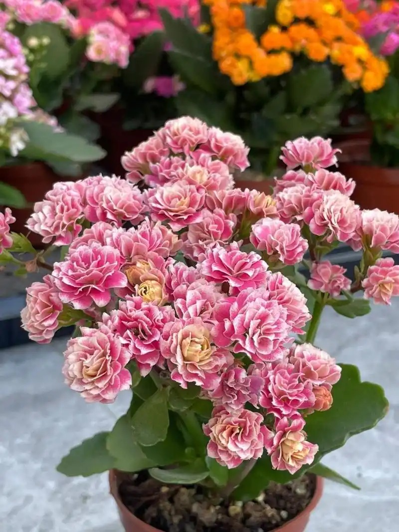 长寿花:安娜公主. 长寿花