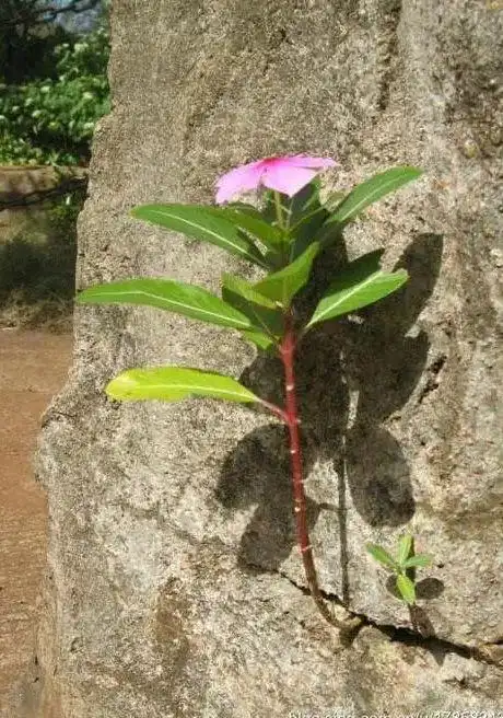 爆得生命如此美丽如此顽强爆得绽放生命的力量